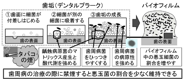 図：歯周病と齲蝕原生細菌への喫煙とニコチンの影響