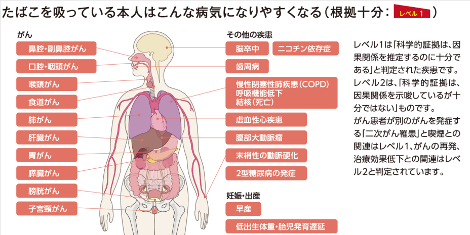 図：喫煙と健康との関係（国立がん研究センターがん情報サービス「がん登録・統計」『喫煙と健康 厚生労働省喫煙の健康影響に関する検討会報告書（平成28年8月）の概要を知りたい人のために』）